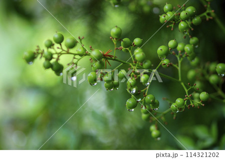 初秋の森景色 雫をつけて青いナンテンの実 初秋の森景色 雫をつけて青いナンテンの実 114321202