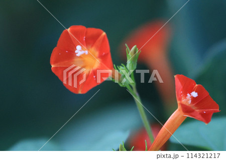 初秋の山野草　マルバルコウソウ 114321217