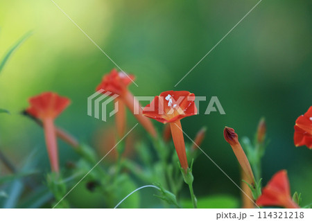 初秋の山野草 マルバルコウソウ 初秋の山野草 マルバルコウソウ 114321218