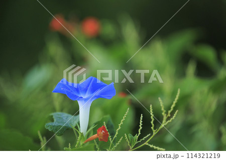 秋の野に咲く野草の朝顔 114321219