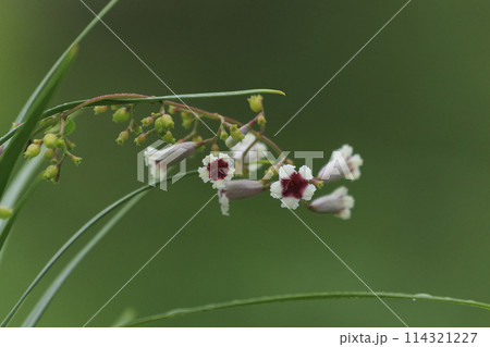 秋の二に咲くヘクソカズラの花 秋の二に咲くヘクソカズラの花 114321227