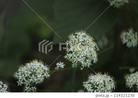 秋の野に咲く野草 韮の花 秋の野に咲く野草 韮の花 114321230