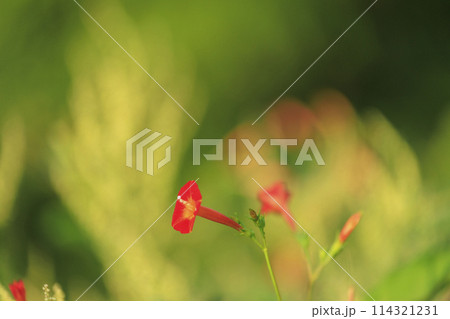 秋のに咲く野草マルバルコウソウ 114321231