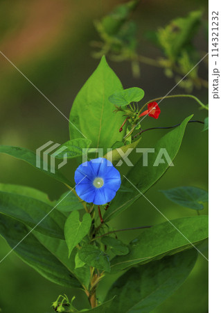 秋の野に咲く野草の朝顔 秋の野に咲く野草の朝顔 114321232