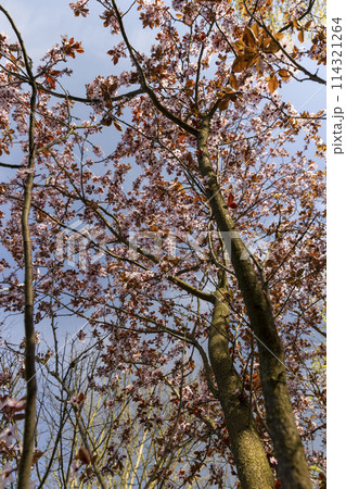 beautiful cherry blossoms during flowering in spring beautiful cherry blossoms during flowering in spring 114321264