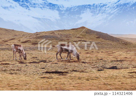 Adorable mooses roaming in frozen landscape, icelandic region with snow covered peaks in distance. Captivating fauna in iceland natural world, scandinavian animals in natural park. 114321406