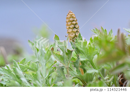 つくし　日本の春　春素材 114321446