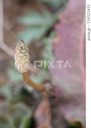 つくし　日本の春　春素材 114321451