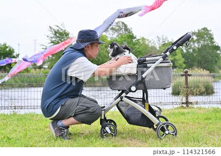 チワワと散歩する飼い主の男性 こいのぼり 埼玉県・白岡市(柴山沼) チワワと散歩する飼い主の男性 こいのぼり 埼玉県・白岡市(柴山沼) 114321566