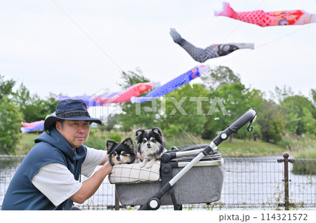 チワワと散歩する飼い主の男性 こいのぼり 埼玉県・白岡市(柴山沼) チワワと散歩する飼い主の男性 こいのぼり 埼玉県・白岡市(柴山沼) 114321572