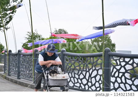 チワワと散歩する飼い主の男性 こいのぼり 埼玉県・白岡市(柴山沼) チワワと散歩する飼い主の男性 こいのぼり 埼玉県・白岡市(柴山沼) 114321583