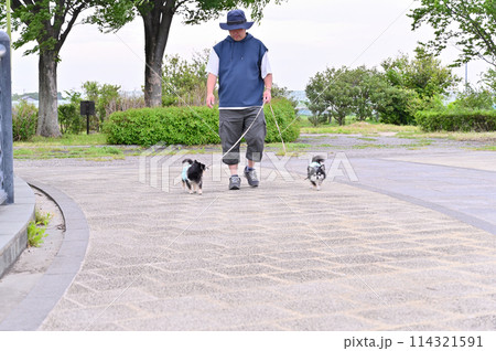 2匹のロングコートチワワと散歩する飼い主の男性 2匹のロングコートチワワと散歩する飼い主の男性 114321591