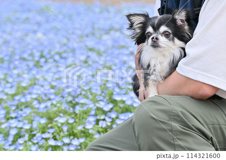 チワワと散歩する飼い主の男性 ネモフィラ畑 チワワと散歩する飼い主の男性 ネモフィラ畑 114321600