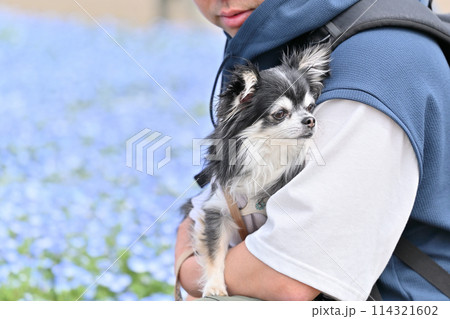 チワワと散歩する飼い主の男性 ネモフィラ畑 チワワと散歩する飼い主の男性 ネモフィラ畑 114321602