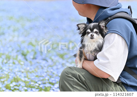 チワワと散歩する飼い主の男性 ネモフィラ畑 チワワと散歩する飼い主の男性 ネモフィラ畑 114321607