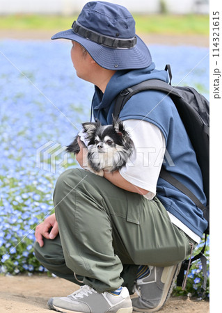 チワワと散歩する飼い主の男性 ネモフィラ畑 チワワと散歩する飼い主の男性 ネモフィラ畑 114321615