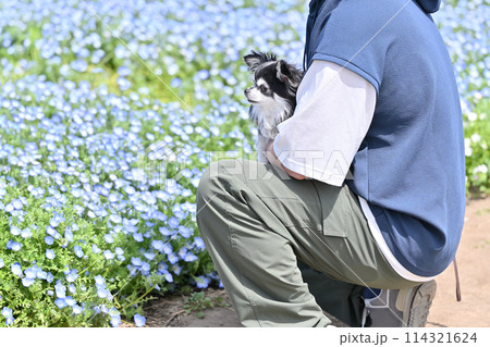 チワワと散歩する飼い主の男性 ネモフィラ畑 チワワと散歩する飼い主の男性 ネモフィラ畑 114321624