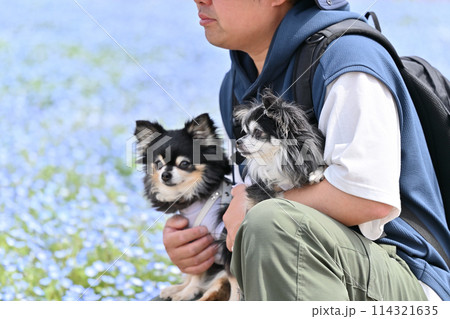 チワワと散歩する飼い主の男性 ネモフィラ畑 チワワと散歩する飼い主の男性 ネモフィラ畑 114321635