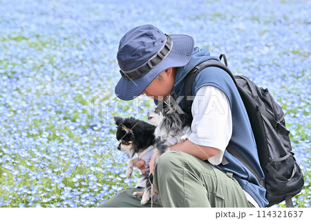 チワワと散歩する飼い主の男性 ネモフィラ畑 チワワと散歩する飼い主の男性 ネモフィラ畑 114321637