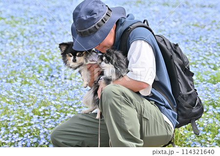 チワワと散歩する飼い主の男性 ネモフィラ畑 チワワと散歩する飼い主の男性 ネモフィラ畑 114321640