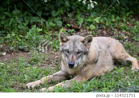 タイリクオオカミ(ヨーロッパオオカミ)多摩動物公園 2024.3.1来日 タイリクオオカミ(ヨーロッパオオカミ)多摩動物公園 2024.3.1来日 114321751