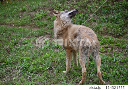 タイリクオオカミ(ヨーロッパオオカミ)多摩動物公園 2024.3.1来日 タイリクオオカミ(ヨーロッパオオカミ)多摩動物公園 2024.3.1来日 114321755