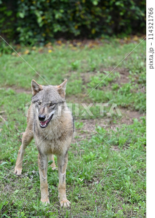 タイリクオオカミ(ヨーロッパオオカミ)多摩動物公園 2024.3.1来日 タイリクオオカミ(ヨーロッパオオカミ)多摩動物公園 2024.3.1来日 114321766