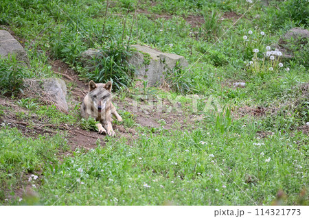 タイリクオオカミ（ヨーロッパオオカミ）多摩動物公園　2024.3.1来日 114321773