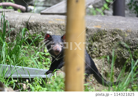 タスマニアデビル 多摩動物公園 タスマニアデビル 多摩動物公園 114321825