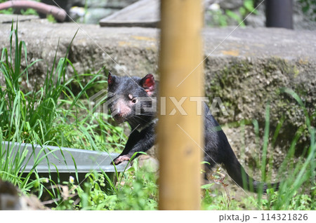 タスマニアデビル 多摩動物公園 タスマニアデビル 多摩動物公園 114321826