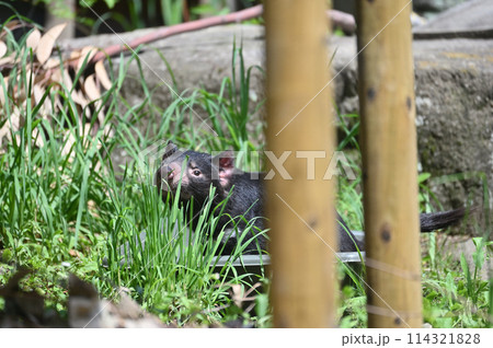 タスマニアデビル 多摩動物公園 タスマニアデビル 多摩動物公園 114321828