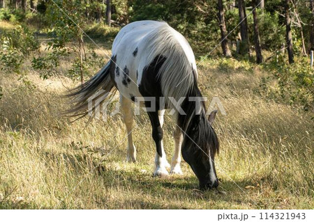 A piebald black and white horse peacefully grazing in a field 114321943