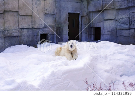 札幌市円山動物園 ホッキョクグマ館 114321959