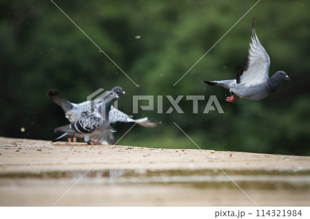 group of homing pigeon flying at home loft race 114321984