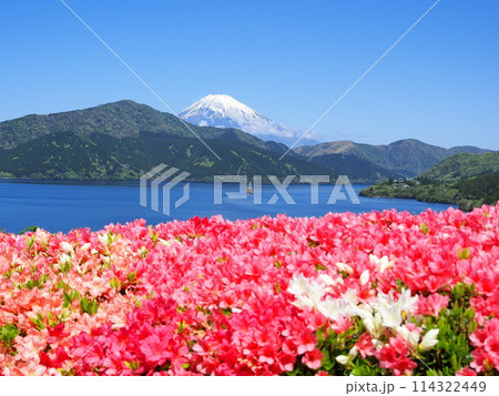 神奈川県 初夏の恩賜箱根公園の景観(満開のツツジ) 5月 神奈川県 初夏の恩賜箱根公園の景観(満開のツツジ) 5月 114322449