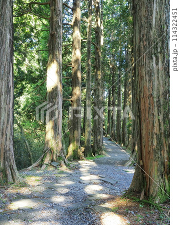 神奈川県 初夏の恩賜箱根公園の景観(杉木立) 5月 神奈川県 初夏の恩賜箱根公園の景観(杉木立) 5月 114322451