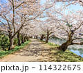満開のソメイヨシノと青空 114322675
