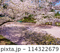 満開のソメイヨシノと青空 114322679