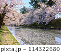 満開のソメイヨシノと青空 114322680