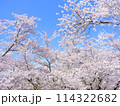 満開のソメイヨシノと青空 114322682