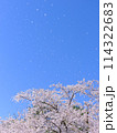 満開のソメイヨシノと青空 114322683