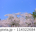 満開のソメイヨシノと青空 114322684