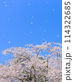 満開のソメイヨシノと青空 114322685