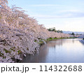 満開のソメイヨシノと青空 114322688