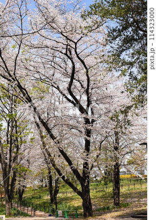 清明過ぎの東京都町田市鶴間の桜花 清明過ぎの東京都町田市鶴間の桜花 114323000