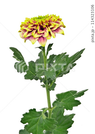 【菊 SPマム セイリリーク】 (深度合成) 【菊 SPマム セイリリーク】 (深度合成) 114323106