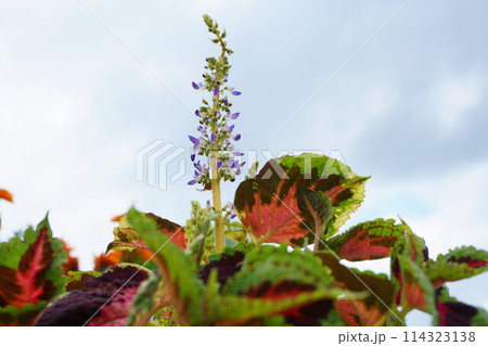 庭に咲くコリウス属の花 114323138