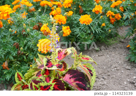 庭に咲くコリウス属の花 114323139