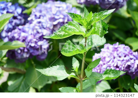 ハッカの葉 114323147