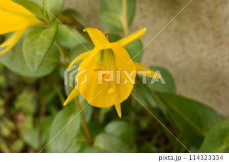 穀雨前の神奈川県横浜市青葉区のペチコートスイセンの黄色い花 114323334